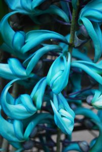 jade-jade-vine